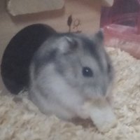 よも (@dynamis2) 's Twitter Profile
