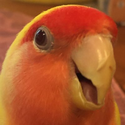 雛の時からずっと一緒 一羽飼い 21歳のコザクラインコ(ぴーちゃん♂)の鳥アカウントです。同じ鳥好きさん相互フォローします∧( 'Θ' )∧ 2023.11.07🌈の橋を渡りました。思い出話や過去の画像&動画を投稿したいと思います。