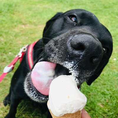 Hi, I'm Max! 🐶 I'm a six year old black lab.
I enjoy eating snacks (mainly carrots, eggs and biscuits) and running in rivers collecting rocks! 🥕🍪🌊