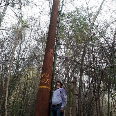 DrNSThakur13's profile picture. Assistant Professor (agroforestry), working for farming community