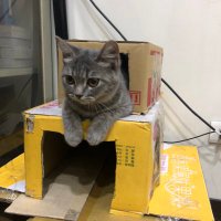 Sakomoto Ryunosake (@ryunosake) 's Twitter Profile