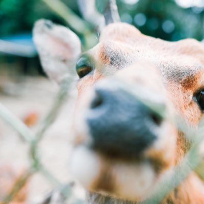 z_z__z___'s profile picture. skal #z_z__z___ほしいものメモ