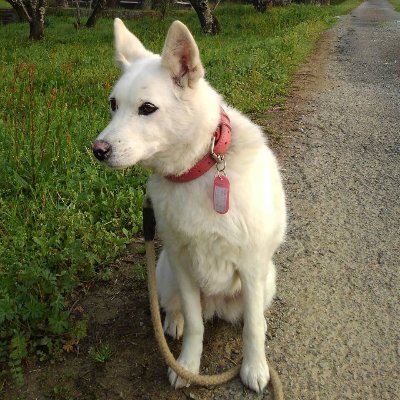 2020年8月7日に福岡県大牟田市でいなくなった犬を探してます！特徴は赤い首輪で立ち耳、黒目に白目まじり、目の横に黒い模様が2つ、鼻が一部ピンク色で鑑札付きです。目撃情報あれば連絡下さい！よろしくお願いします！