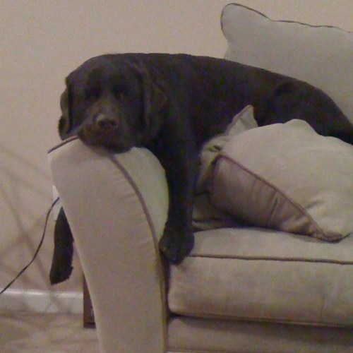 tperich's profile picture. 