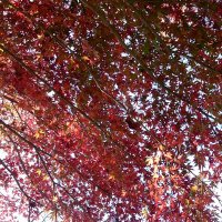 たしま (@tashimabooo) 's Twitter Profile Photo たしま (@tashimabooo) 's Twitter Profile Photo