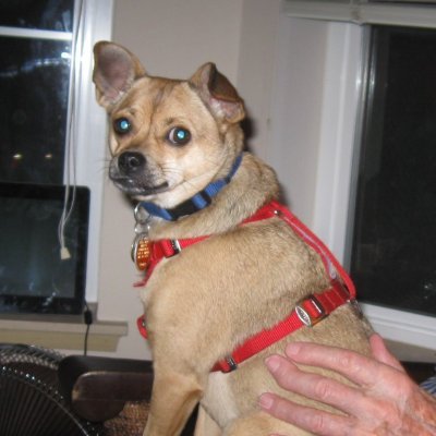 Dog13Young's profile picture. Trump supporter but not a fanatic. I believe in freedom and our Constitution. Please don't DM me if you want me to see your naked pictures or hook up online.