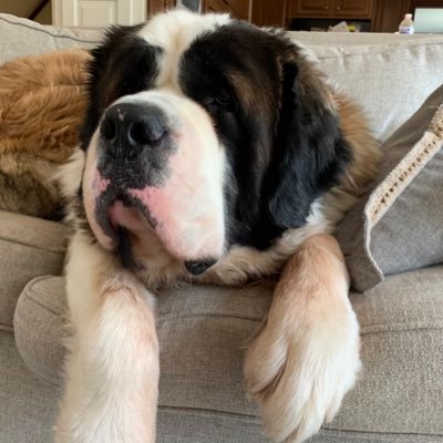 luke_meola's profile picture. student, data analyst