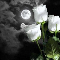 GlyTürk (@rose02016) 's Twitter Profile Photo GlyTürk (@rose02016) 's Twitter Profile Photo
