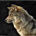 ERlady ☮ (@mainecoonmommy) Twitter profile photo ERlady ☮ (@mainecoonmommy) Twitter profile photo