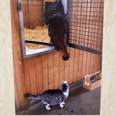 最近競馬にはまりました!
自粛期間中に友達に勧められて( ´∀` )
これから、勝てるように色々ご教授してください🐎