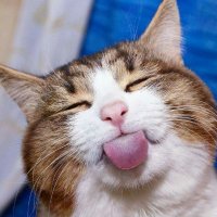 SeanC (@ripcat1) 's Twitter Profile