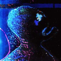 Mankinds Remedy (@mankindsremedy) 's Twitter Profile