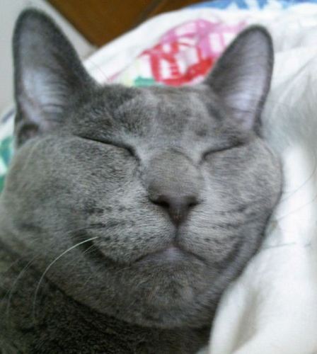 냐옹~ 쿠울~