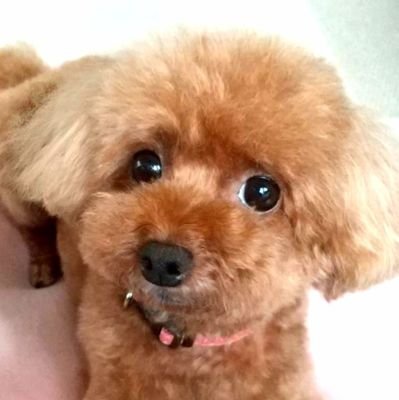 とあ 小屋に入れようとすると テーブルの下か父の足元に隠れるぷぅちゃん 出ておいでよー トイプードル トイプードル女の子 トイプードル部 トイプードルレッド 隠れる犬 T Co Jodl7mnq2x