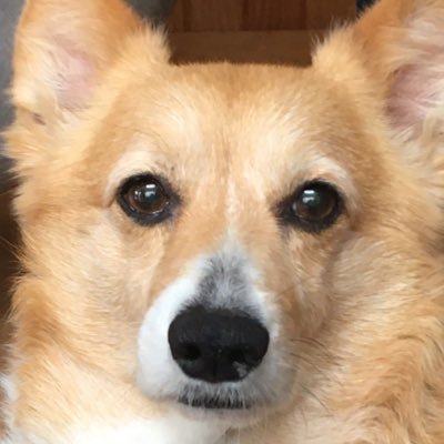 pitblue8101's profile picture. ぽっちゃり系アイドルなコーギーと暮らして10 年目突入した人間です。