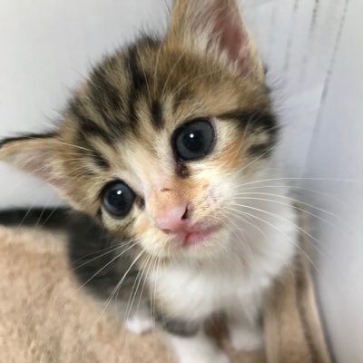 Uran_catのプロフィール写真