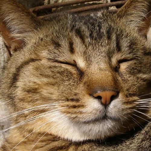 猫車 Pi Neko Twitter