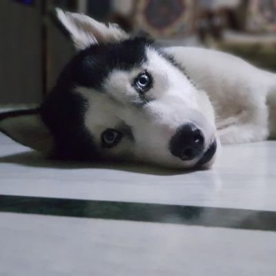 warunyedoti's profile picture. IT Manager | Tech Nerd | Gamer | Car & EV Junkie | Dog's Human | Surviving one clear case at a time.