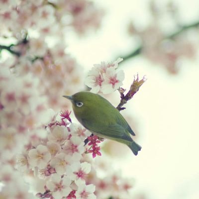 asa202108's profile picture. R4社労士試験合格、R5.9副業開業（東京会）。労働者がいきいきと働ける職場作り、障害年金をメインにしたい。有益なことは呟きませんのでフォロー、リムーブはご自由に。
保有資格−英検準1級（英語は話せない）、CFP、行政書士、宅建、年アド３級。両立支援コーディネーター。（怪しい方からのフォローが増えると鍵かけます）