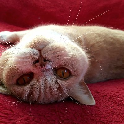 Cat. Female. Age 8. Likes sitting in the bath and sleeping upside down. Sister to Sid.
Jasmine/Jas/Jazzy. 
#CatsOfTwitter
#CatsOnTwitter
#BritishShorthair