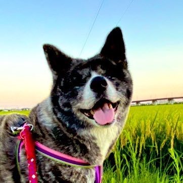 秋田犬ロミちゃん♀(11歳)と楽しく毎日を過ごしています。 飼い主はヨガセラピスト 。今日ものびのびヨガしよう！秋田犬ロミちゃんについてつぶやきます。ヨガの情報はホームページへ！
