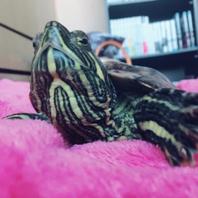 北国で推定24歳のミドリガメのもっさんと暮らしてる20代🐢💁🏻‍♀️ 兄妹の🐢🐢が先立ってしまいましたが8歳の猫ハクと元気に過ごしてます🐱 いつも❤ありがとうございます🐢 #ミシシッピアカミミガメ