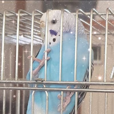 Ju4uklzinn6WpmA's profile picture. 鳥ちゃんが大好きすぎて、どーしていいかわからない😂💕本当に、可愛すぎ😍✨
今、3羽目のブルー&4羽目のレインボーのセキセイインコズと楽しく暮らしてるよ❣名前は、メルン&スワンちゃん🐥💓✨
虹の橋🌈を渡った、チコ&プリンちゃんも、ずっとずっと一緒❤🐦✨