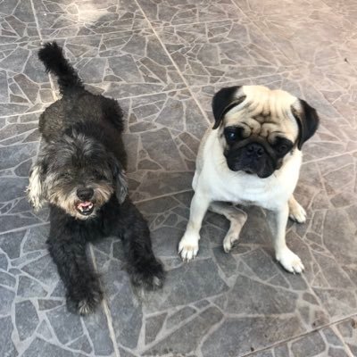 🐶🐶