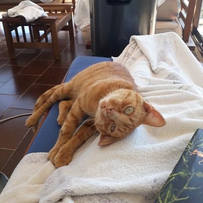 Sempre tinc son.
La meua aspiració en la vida és una casa amb patí i molts animals 🌿