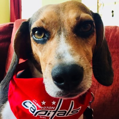Where @Capitals hockey, the @backstreetboys & eating plants intersect. Also, my beautiful rescue beagle, Maybelline, wants me to remind you to #AdoptDontShop