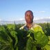 Resident Agronomist (@gabz941) Twitter profile photo Resident Agronomist (@gabz941) Twitter profile photo