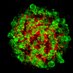 Center for Stem Cell & Organoid Medicine (@customorganoids) Twitter profile photo Center for Stem Cell & Organoid Medicine (@customorganoids) Twitter profile photo