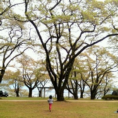 kumi1493's profile picture. 曲がりくねった道をまっすぐに歩いてきました。