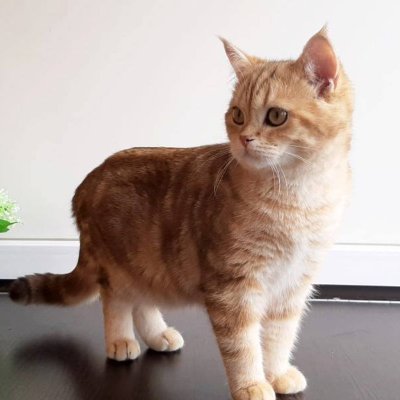 🍀🍀🍀----🌹🌹🌹
We are animal lovers; let's be friends!
🥰https://t.co/baJUeKKc7v