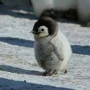 NOP_DumbBlonde (@ndumbblonde) 's Twitter Profile Photo