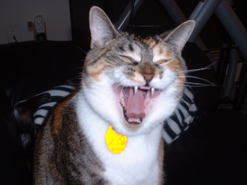 s_amyotte's profile picture. BlackBerry junkie
Need help with your BB?, shoot me a DM