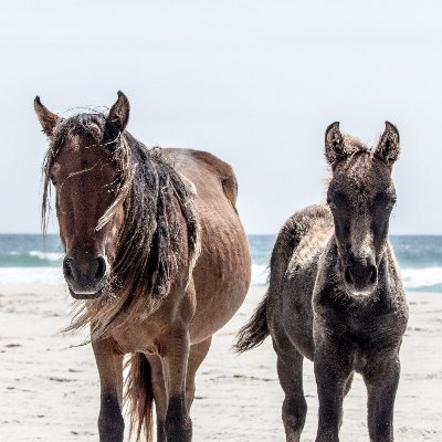 News from a long-term study on the ecology, evolution, and conservation of Sable Island horses. @Usask and @ucalgaryvetmed