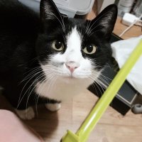 🌸 보브◍'◡'◍ (@qhqm) 's Twitter Profile