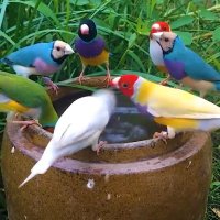 Turquoise (@parat58) 's Twitter Profile Photo Turquoise (@parat58) 's Twitter Profile Photo
