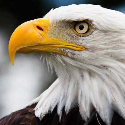 bababuxD's profile picture. 