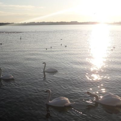 CassatNathalie's profile picture. 