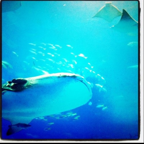 rumikotake0816e's profile picture. エステ・メイクなどの美容、メンタルも含めた健康、料理、写真、カフェ、雑貨、経済学に興味があります。夏はダイビング、テニス、キャンプ、冬はボードラブでございます☆