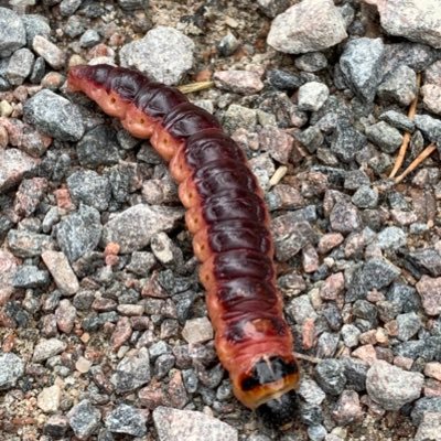 never_baer's profile picture. 