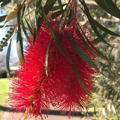 Retired teacher and lover of most things linguistic/language gardener, thinker and busy brain. on Wonnarua land