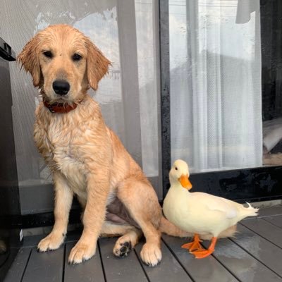 コールダックのおもち🐤 ゴールデンレトリーバーのぽてと🐶 オカメインコと羽衣セキセイインコ