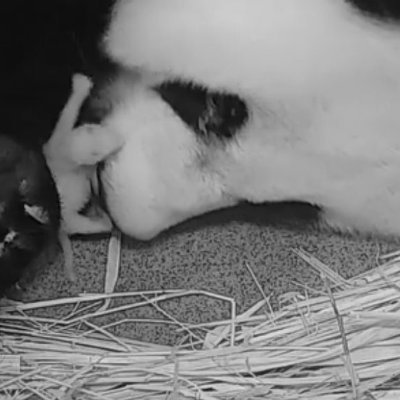 Just born cubbie number 4 to @Tiantianpanda97 and @MommyMei98. Sibling to @houseofcubs @pinkypanda0823
@Tiashan_tian  not associated with The National Zoo