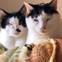まめねこ (@mame_nekko) 's Twitter Profile