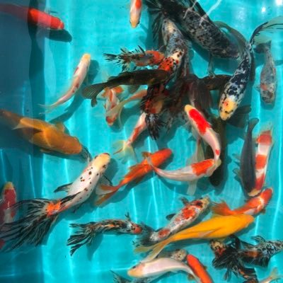 庭池で色々な長物金魚を詰め込んでいる他、協会系らんちゅうや土佐錦もかじっています。