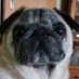 MopsUndFreunde (@mopsund) Twitter profile photo MopsUndFreunde (@mopsund) Twitter profile photo