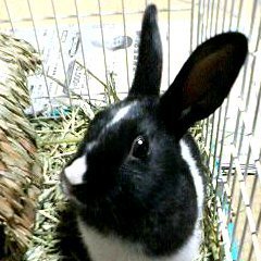 ピョンキチページ ぴょんきち on X